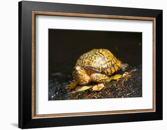 Eastern Box Turtle-null-Framed Photographic Print