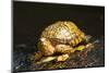 Eastern Box Turtle-null-Mounted Photographic Print