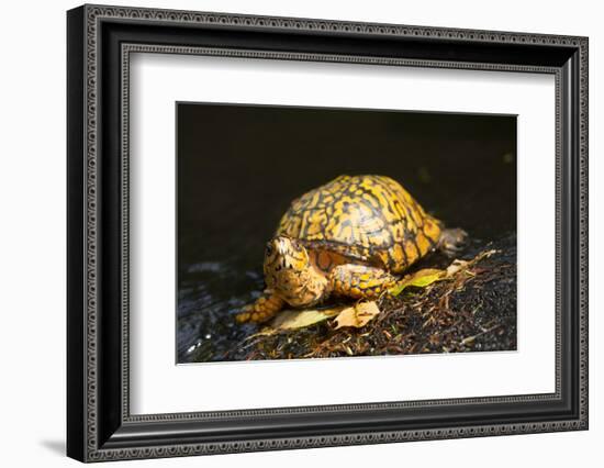 Eastern Box Turtle-null-Framed Photographic Print