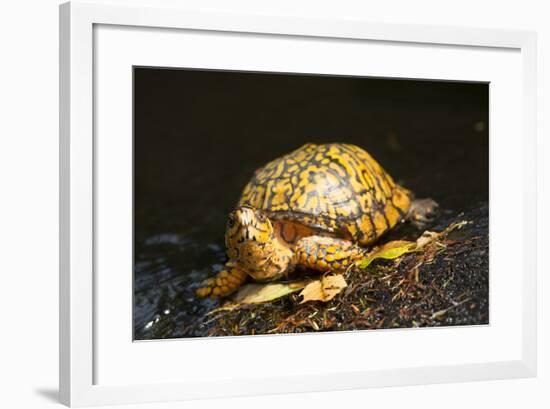 Eastern Box Turtle-null-Framed Photographic Print