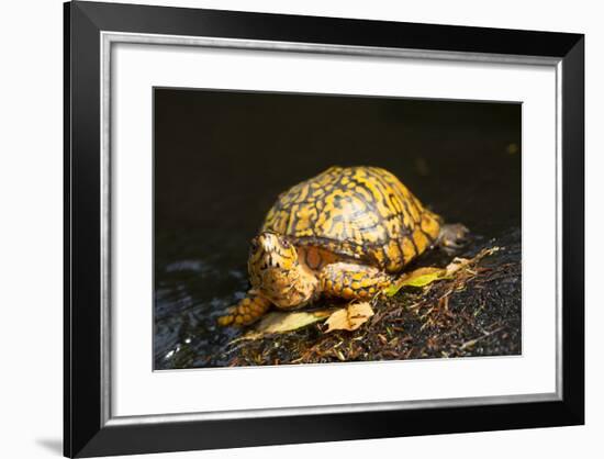 Eastern Box Turtle-null-Framed Photographic Print