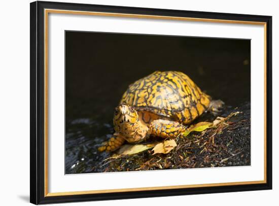 Eastern Box Turtle-null-Framed Photographic Print