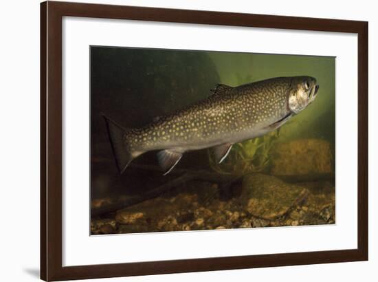 Eastern Brook Trout Swimming-null-Framed Photographic Print