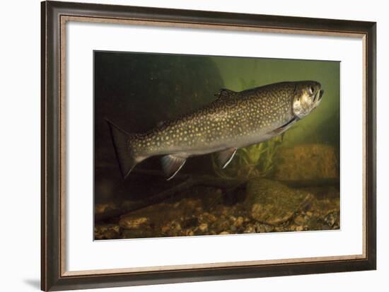 Eastern Brook Trout Swimming-null-Framed Photographic Print