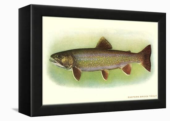 Eastern Brook Trout-null-Framed Stretched Canvas