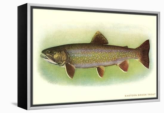 Eastern Brook Trout-null-Framed Stretched Canvas