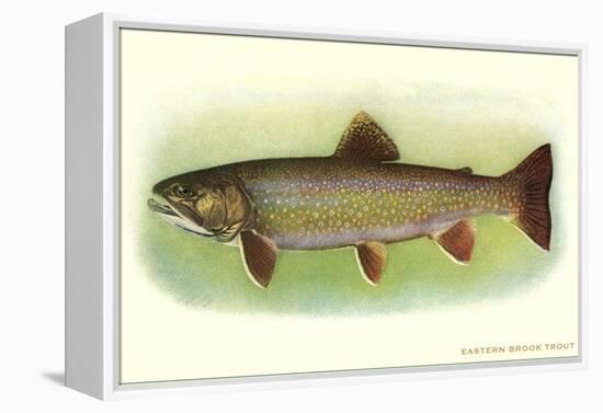 Eastern Brook Trout-null-Framed Stretched Canvas