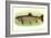 Eastern Brook Trout-null-Framed Art Print