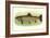 Eastern Brook Trout-null-Framed Art Print