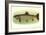 Eastern Brook Trout-null-Framed Art Print