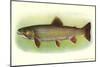 Eastern Brook Trout-null-Mounted Art Print