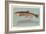 Eastern Brook Trout-null-Framed Art Print