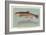 Eastern Brook Trout-null-Framed Art Print