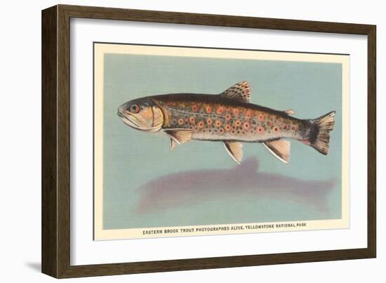 Eastern Brook Trout-null-Framed Art Print