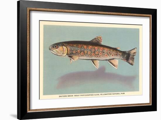 Eastern Brook Trout-null-Framed Art Print