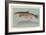 Eastern Brook Trout-null-Framed Art Print