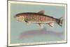 Eastern Brook Trout-null-Mounted Art Print