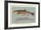 Eastern Brook Trout-null-Framed Art Print