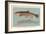 Eastern Brook Trout-null-Framed Art Print