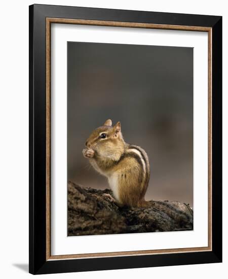 Eastern Chipmunk, (Eutamia Spp), Algonquin Provincial Park, Ontario, Canada-Thorsten Milse-Framed Photographic Print