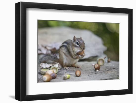 Eastern chipmunk gathering white oak acorns in cheek pouch, Pennsylvania, USA, September-Doug Wechsler-Framed Photographic Print