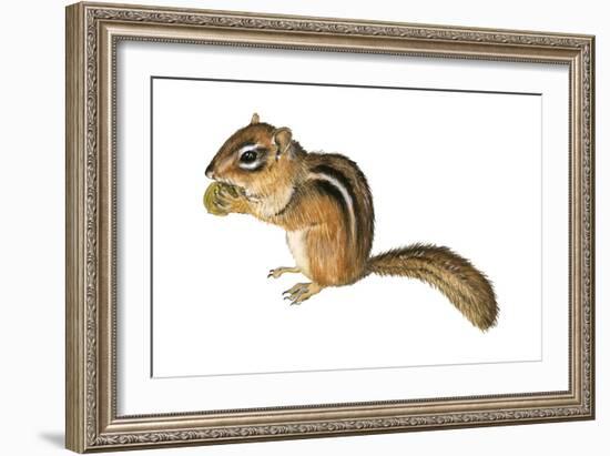 Eastern Chipmunk (Tamias Striatus), Mammals-Encyclopaedia Britannica-Framed Art Print