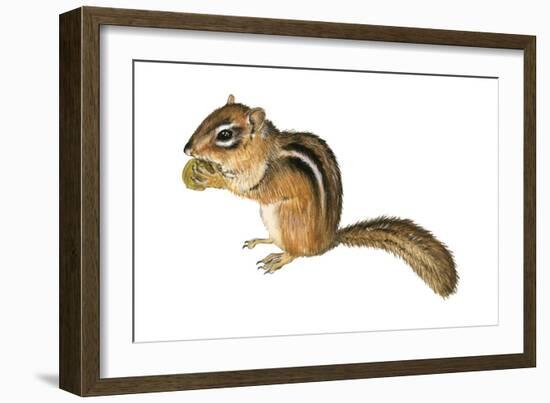 Eastern Chipmunk (Tamias Striatus), Mammals-Encyclopaedia Britannica-Framed Art Print