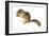 Eastern Chipmunk (Tamias Striatus), Mammals-Encyclopaedia Britannica-Framed Art Print