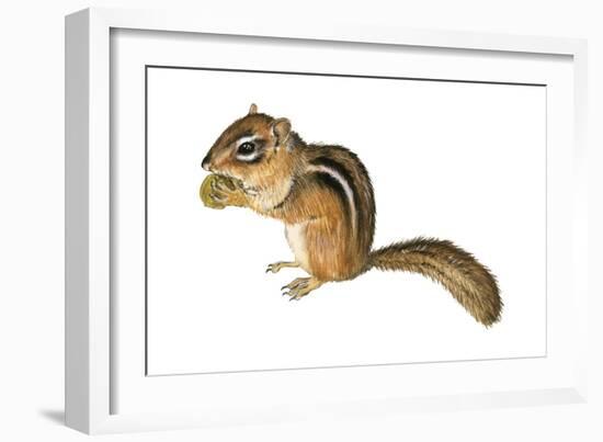 Eastern Chipmunk (Tamias Striatus), Mammals-Encyclopaedia Britannica-Framed Art Print