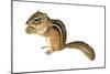 Eastern Chipmunk (Tamias Striatus), Mammals-Encyclopaedia Britannica-Mounted Art Print