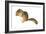 Eastern Chipmunk (Tamias Striatus), Mammals-Encyclopaedia Britannica-Framed Art Print