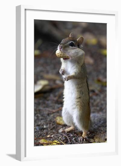 Eastern Chipmunk (Tamias Striatus) With Peanut In Mouth Pouch, Algonquin Provincial Park, Ontario-Ben Lascelles-Framed Photographic Print