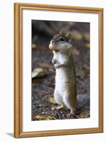 Eastern Chipmunk (Tamias Striatus) With Peanut In Mouth Pouch, Algonquin Provincial Park, Ontario-Ben Lascelles-Framed Photographic Print