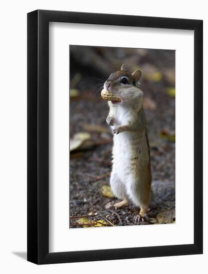 Eastern Chipmunk (Tamias Striatus) With Peanut In Mouth Pouch, Algonquin Provincial Park, Ontario-Ben Lascelles-Framed Photographic Print
