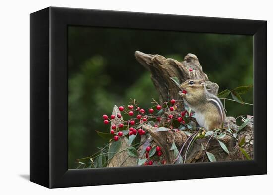 Eastern Chipmunk-Gary Carter-Framed Premier Image Canvas