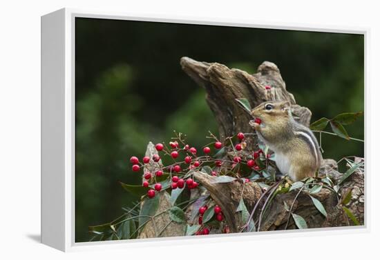 Eastern Chipmunk-Gary Carter-Framed Premier Image Canvas