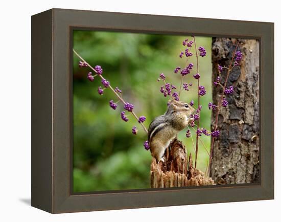 Eastern Chipmunk-Gary Carter-Framed Premier Image Canvas