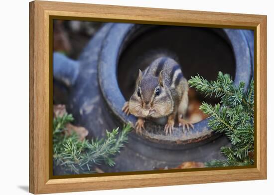 Eastern Chipmunk-Gary Carter-Framed Premier Image Canvas