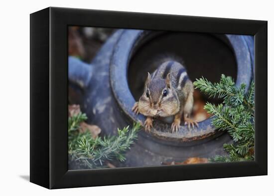 Eastern Chipmunk-Gary Carter-Framed Premier Image Canvas