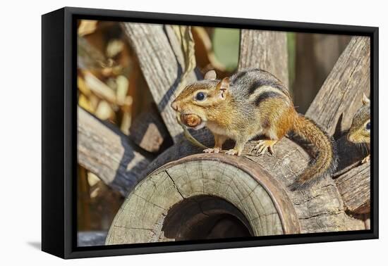 Eastern Chipmunk-Gary Carter-Framed Premier Image Canvas