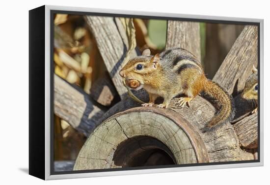 Eastern Chipmunk-Gary Carter-Framed Premier Image Canvas