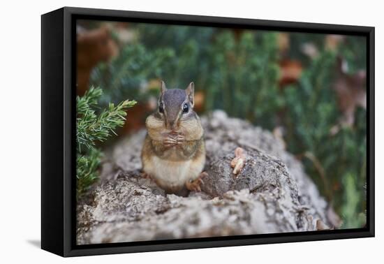 Eastern Chipmunk-Gary Carter-Framed Premier Image Canvas