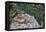 Eastern Chipmunk-Gary Carter-Framed Premier Image Canvas