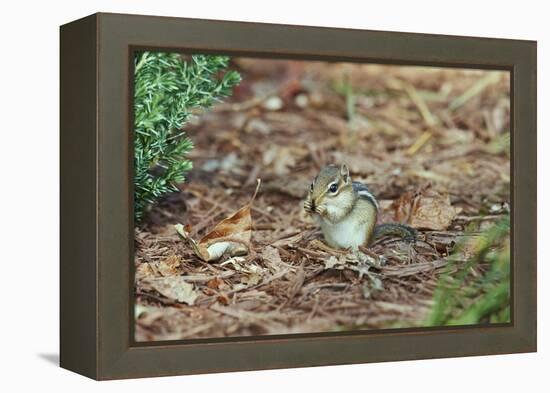 Eastern Chipmunk-Gary Carter-Framed Premier Image Canvas