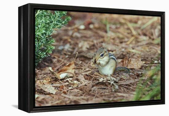 Eastern Chipmunk-Gary Carter-Framed Premier Image Canvas