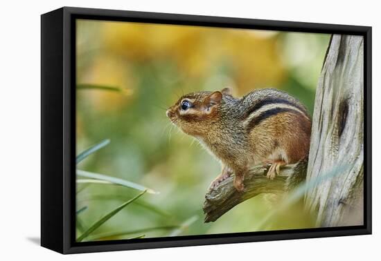 Eastern Chipmunk-Gary Carter-Framed Premier Image Canvas