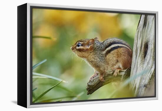 Eastern Chipmunk-Gary Carter-Framed Premier Image Canvas