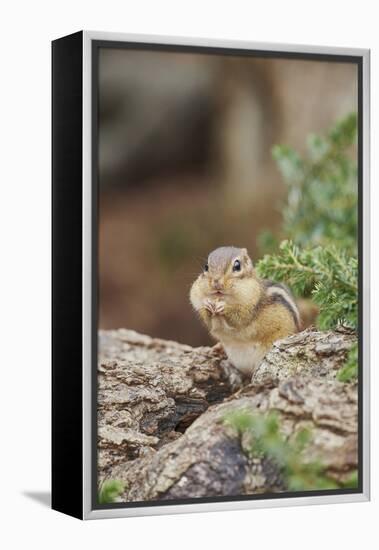 Eastern Chipmunk-Gary Carter-Framed Premier Image Canvas