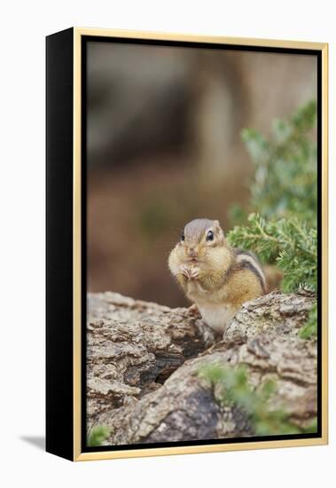 Eastern Chipmunk-Gary Carter-Framed Premier Image Canvas