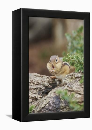 Eastern Chipmunk-Gary Carter-Framed Premier Image Canvas